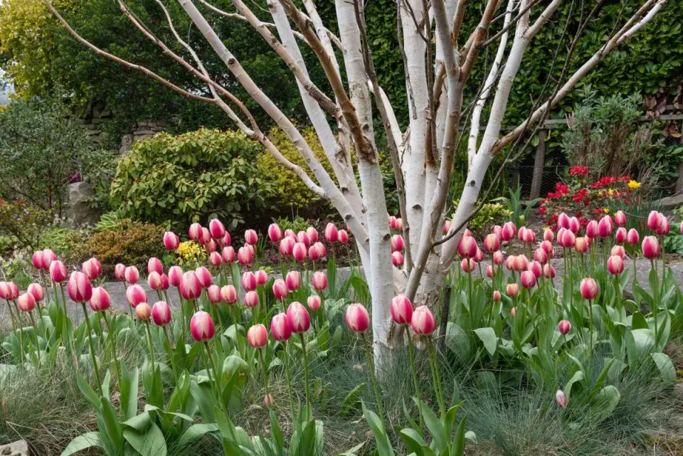 Nevhodné osázení záhonu