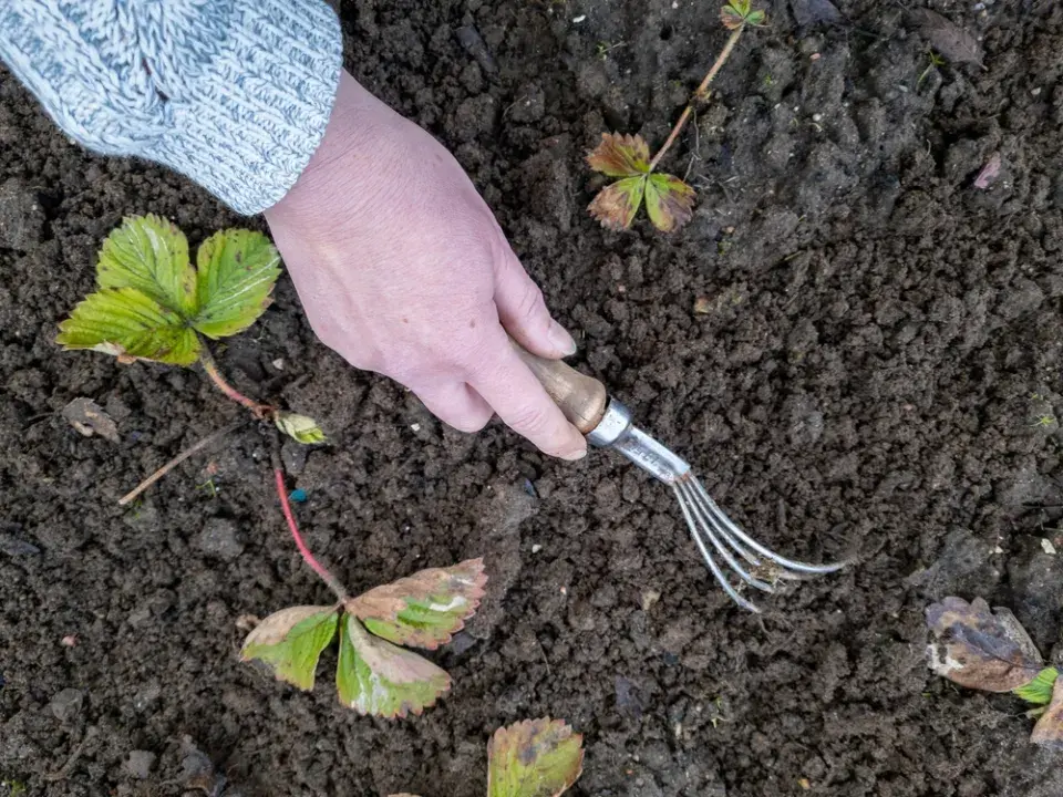 Péče o jahodníky obrazem: Jarní kroky pro maximální úrodu