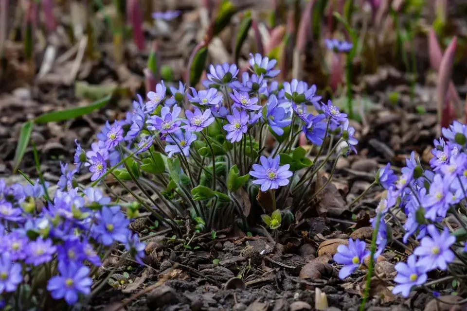 Jaterník podléška (Hepatica nobilis) 