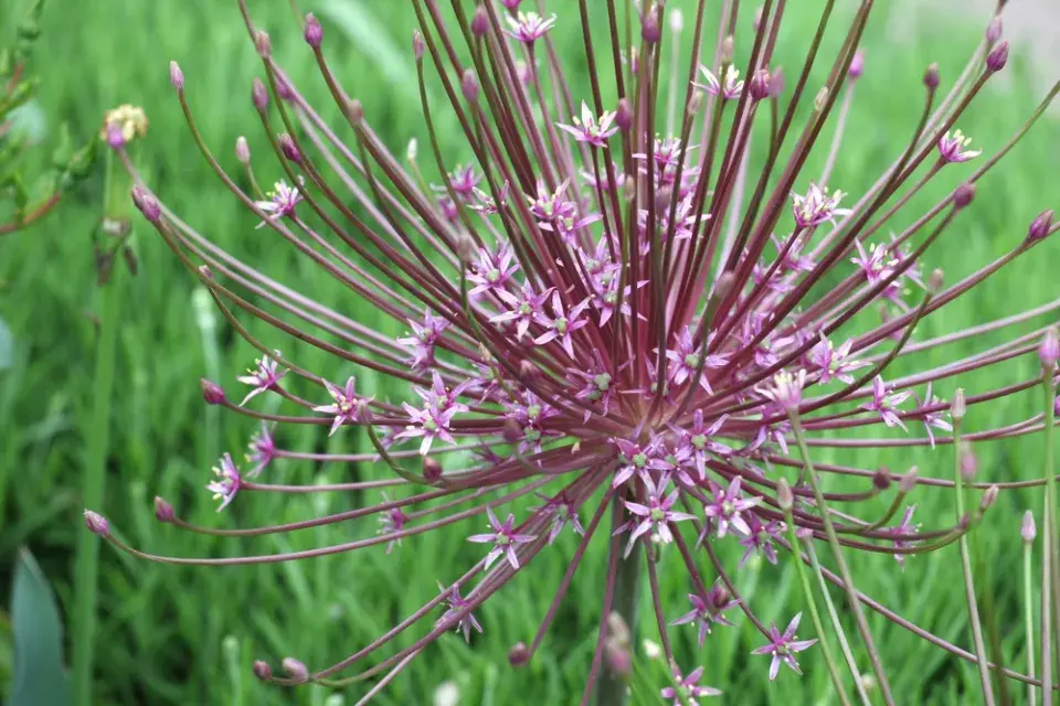 Česnek Schubertův (Allium schubertii) 