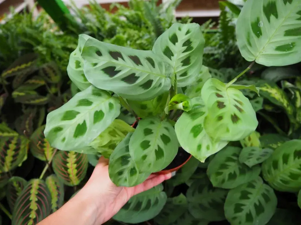 5 pokojovek, které jsou bezpečnější pro kočky a přitom ozdobí každý byt