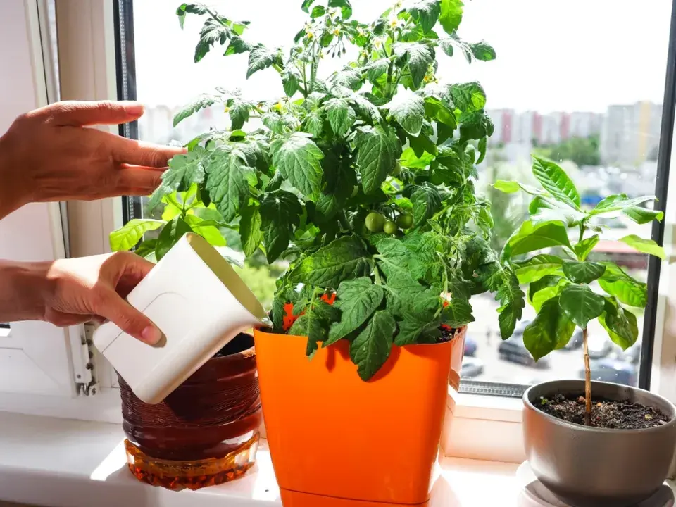 Rajčata vhodná do nádob