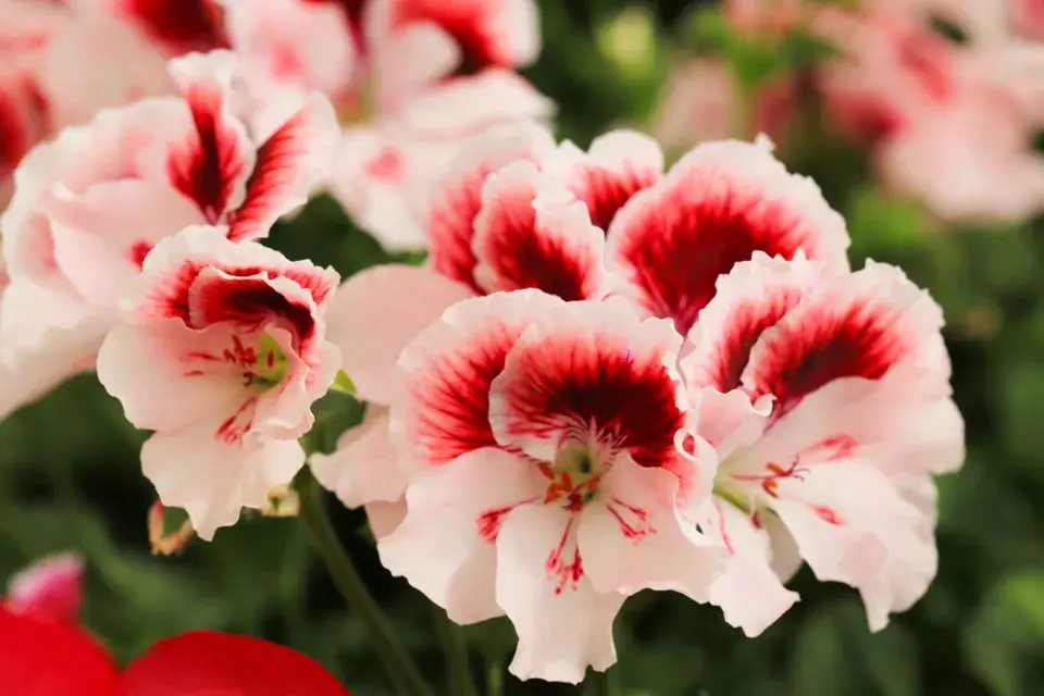 Květy pelargonie