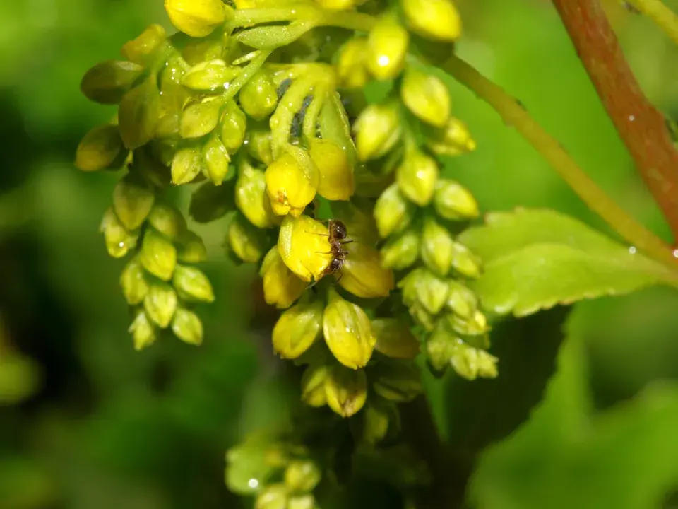 Sukulenty v zahradě 