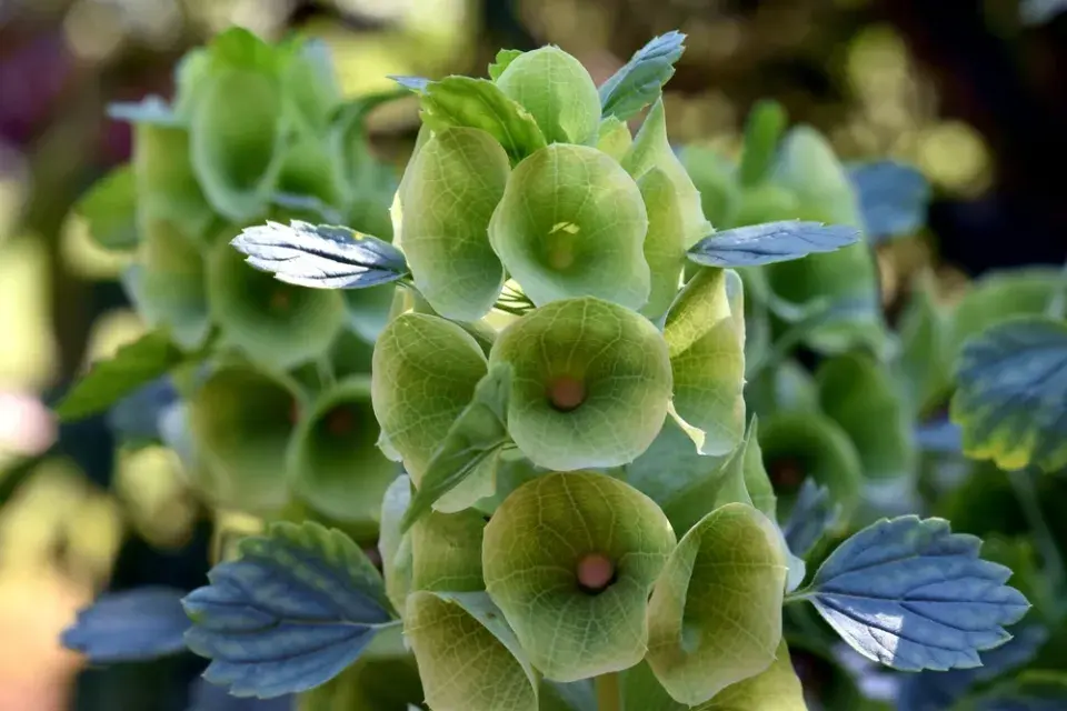 irský zvonek (Moluccella laevis) 