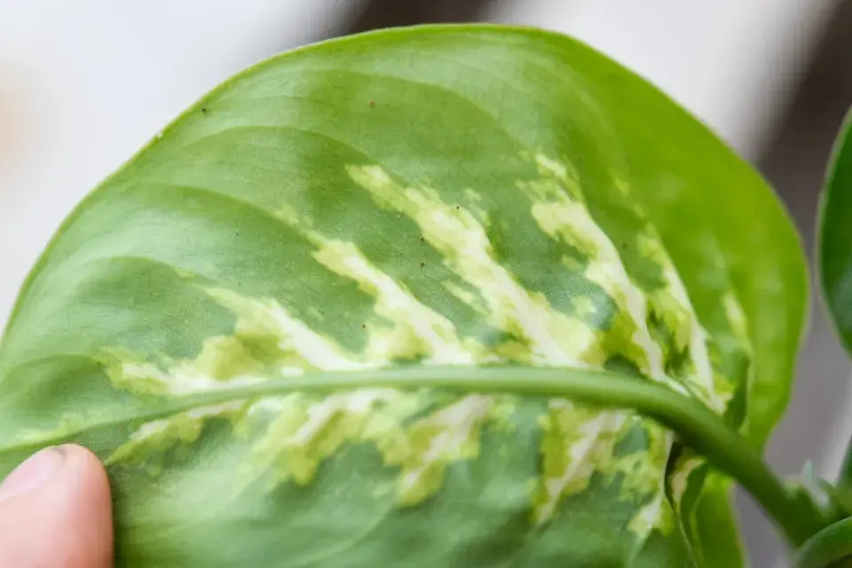 Sviluška na pokojových rostlinách