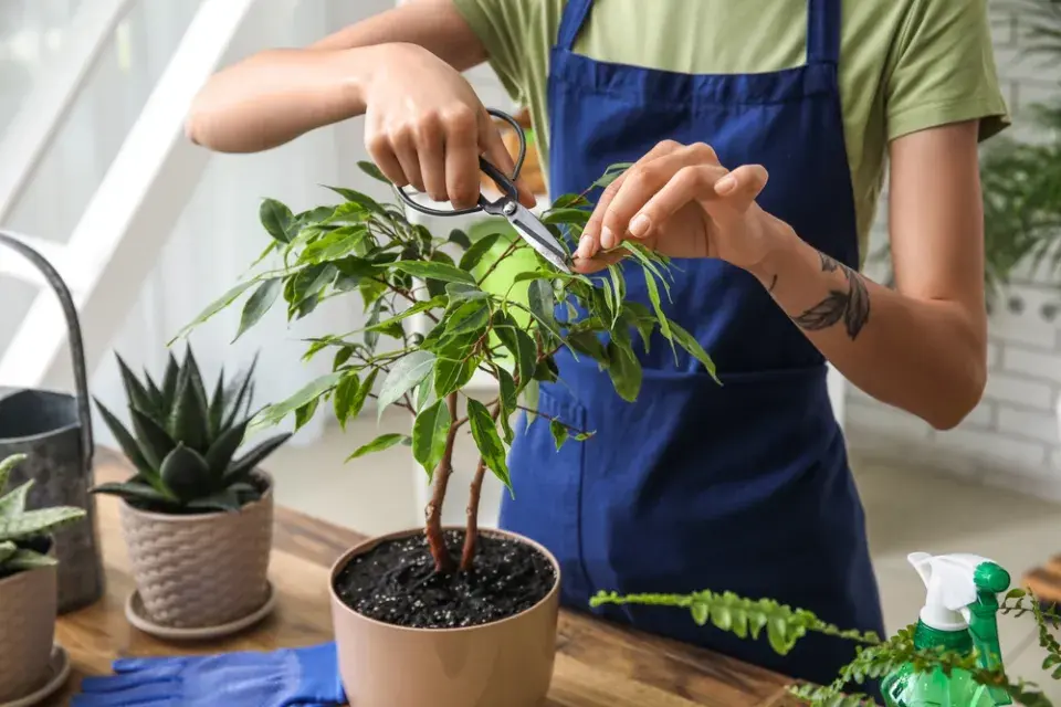 Množení fíkusu krok za krokem: Jak z jedné větvičky vypěstovat novou rostlinu