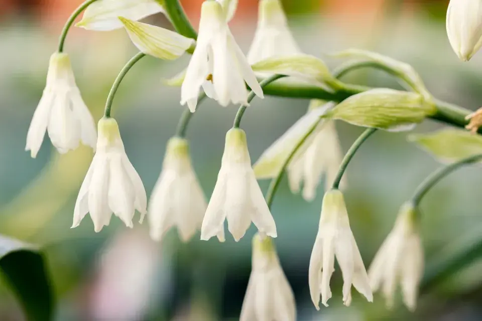 Méně známé cibuloviny