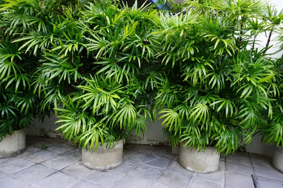 Palmenka neboli bambusová palma