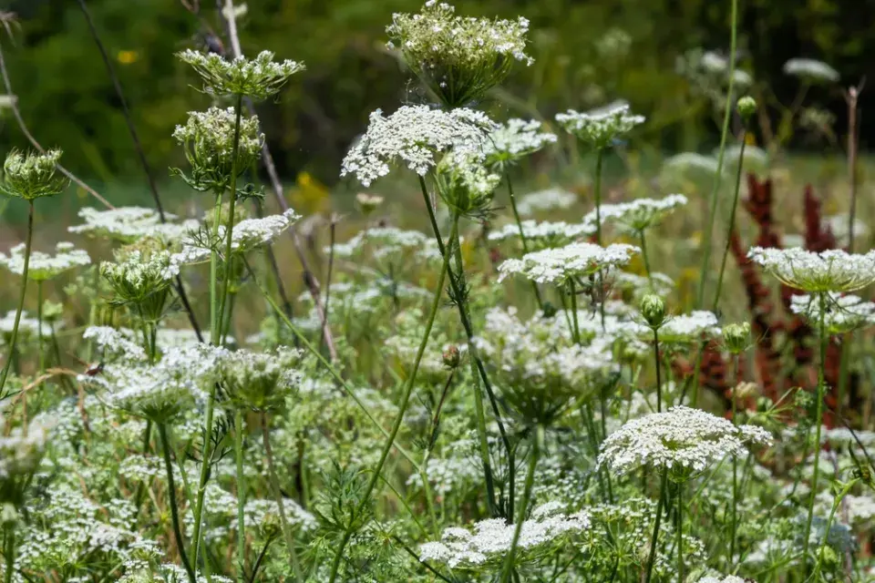 Okrasná mrkev (Daucus carota) 