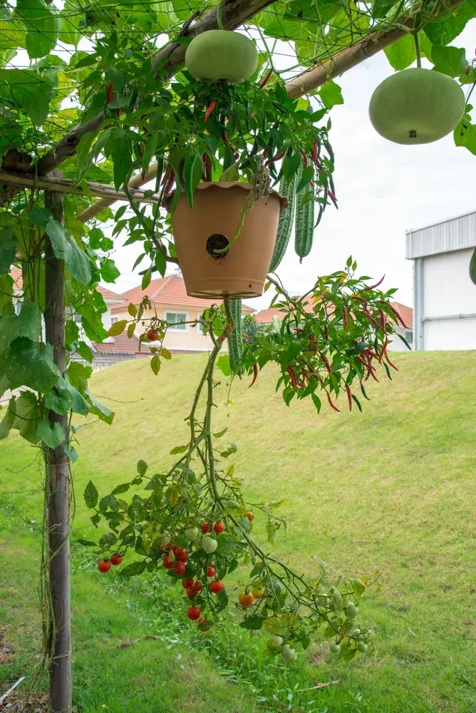 Pěstování zeleniny vzhůru nohama: inspirace, jak ušetřit místo a sklízet bohatou úrodu