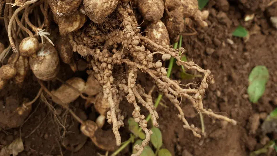 Buráky či arašídy