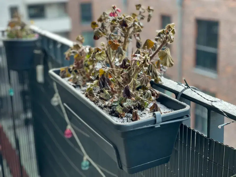 Přesazování muškátů krok za krokem: jak probudit přezimované rostliny k bohatému kvetení