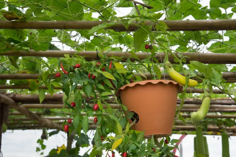 Pěstování zeleniny vzhůru nohama: inspirace, jak ušetřit místo a sklízet bohatou úrodu