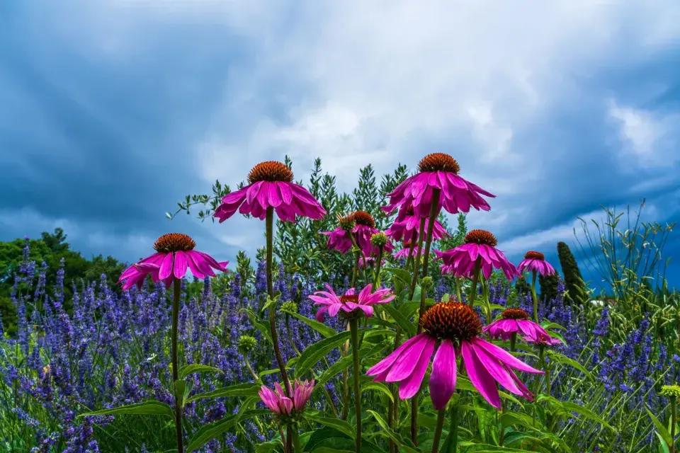 Echinacea