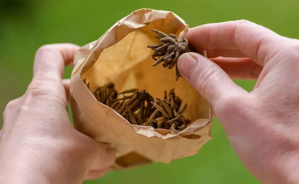 Pryskyřník asijský (Ranunculus asiaticus) 