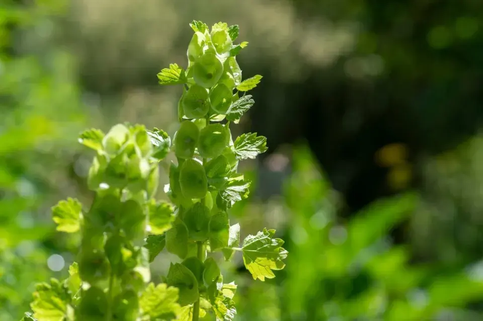 irský zvonek (Moluccella laevis) 