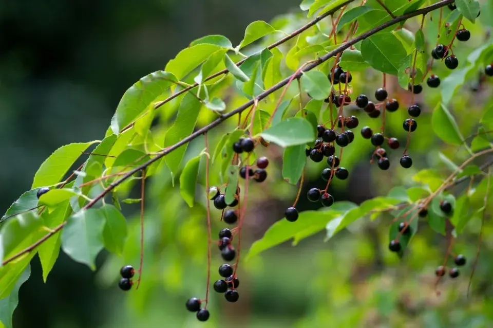Střemcha obecná (Prunus padus) 