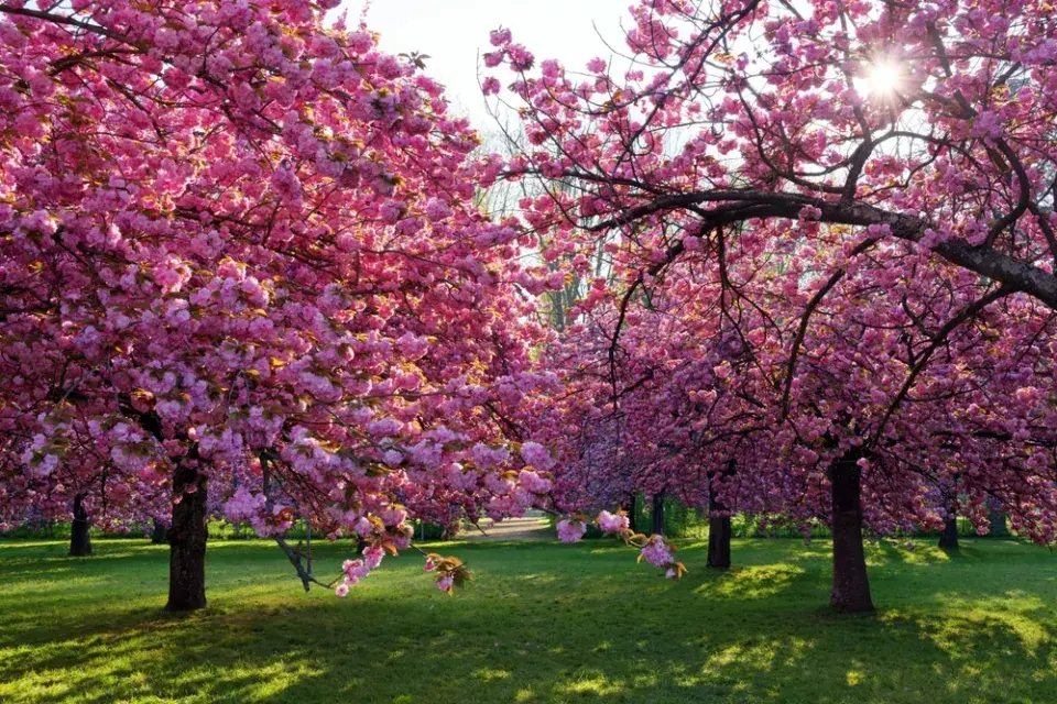 Stávající dřeviny v zahradě