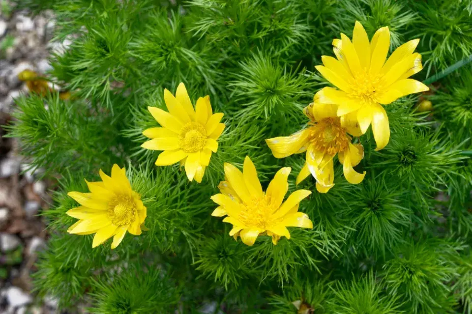 hlaváček jarní (Adonis vernalis)
