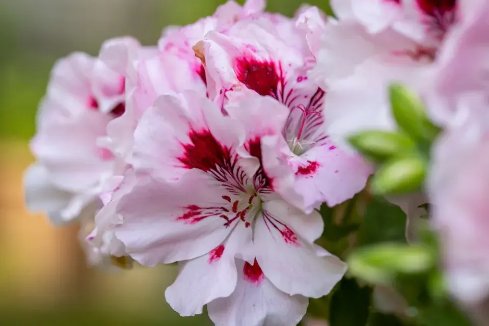 Květy pelargonie