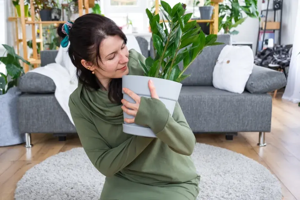 Jarní přesazování pokojových rostlin