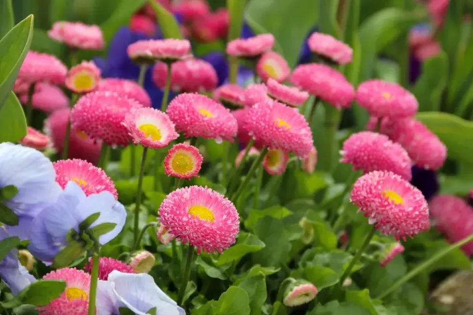 Zahradní sedmikrásky (Bellis perennis)
