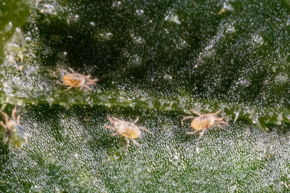 Sviluška patří mezi pavoukovce