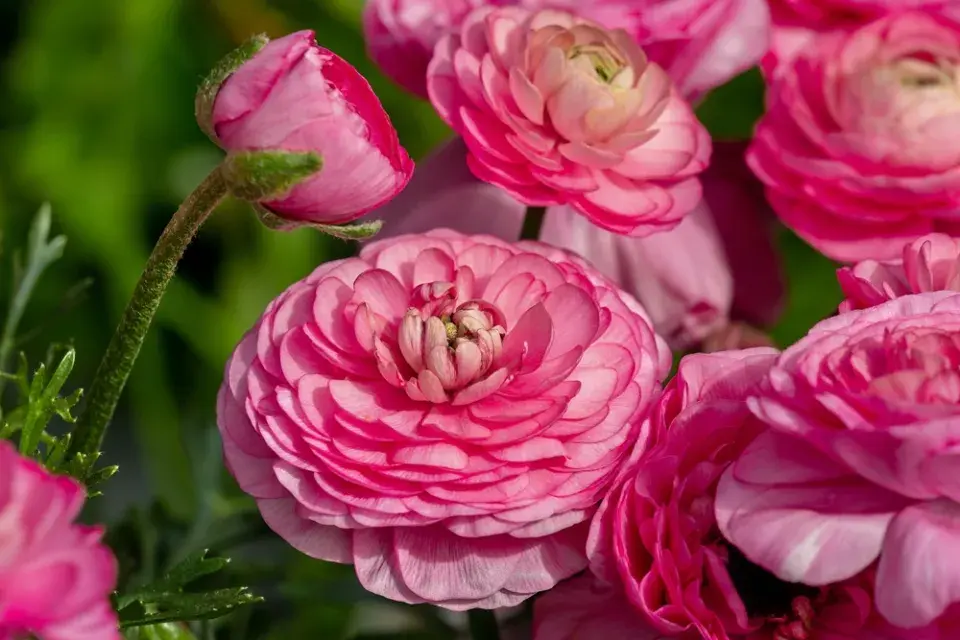 Pryskyřník asijský (Ranunculus asiaticus) 