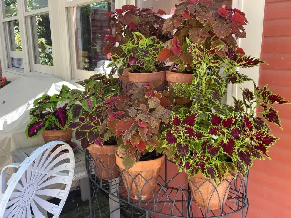 Řízkování pokojovek v praxi: jak krok za krokem množit africké kopřivy