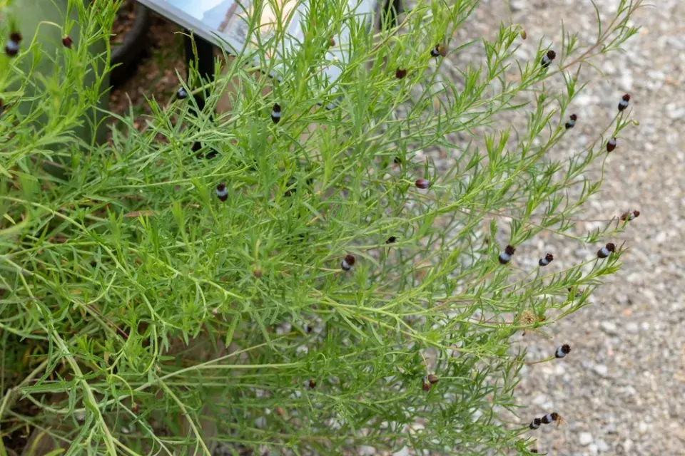 Pipicha (Porophyllum linaria)