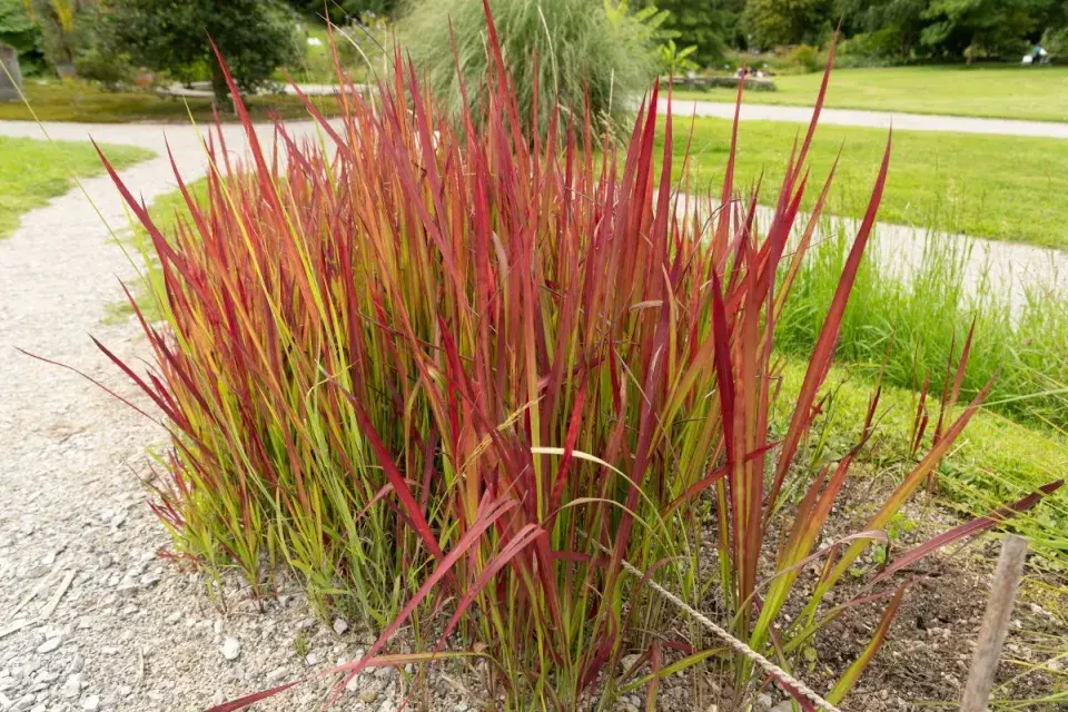 Okrasná traviny lalang