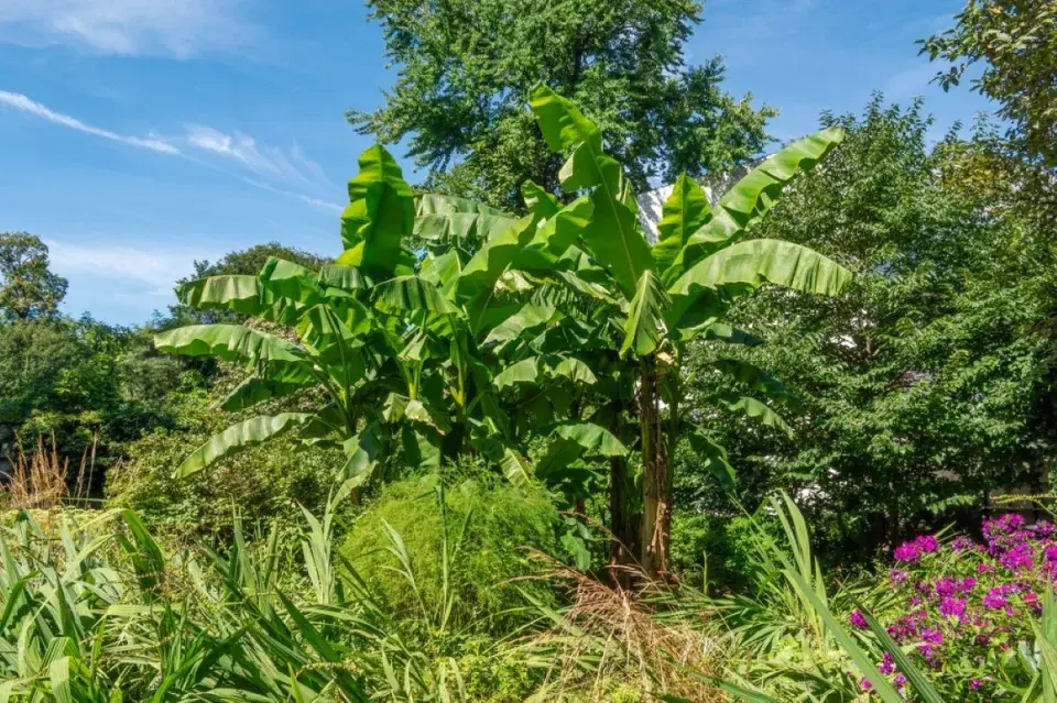 Pěstování banánovníků