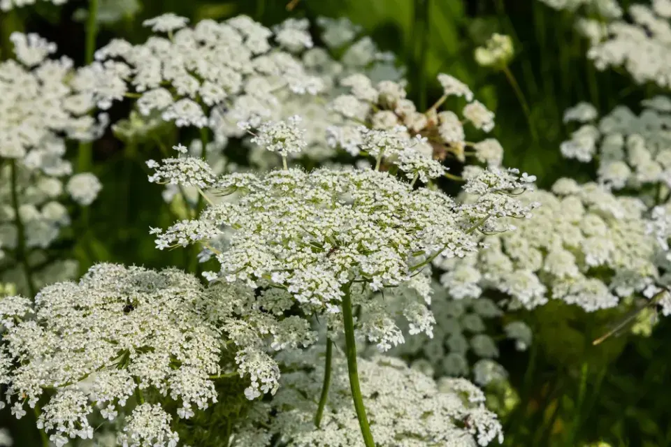 Okrasná mrkev (Daucus carota) 