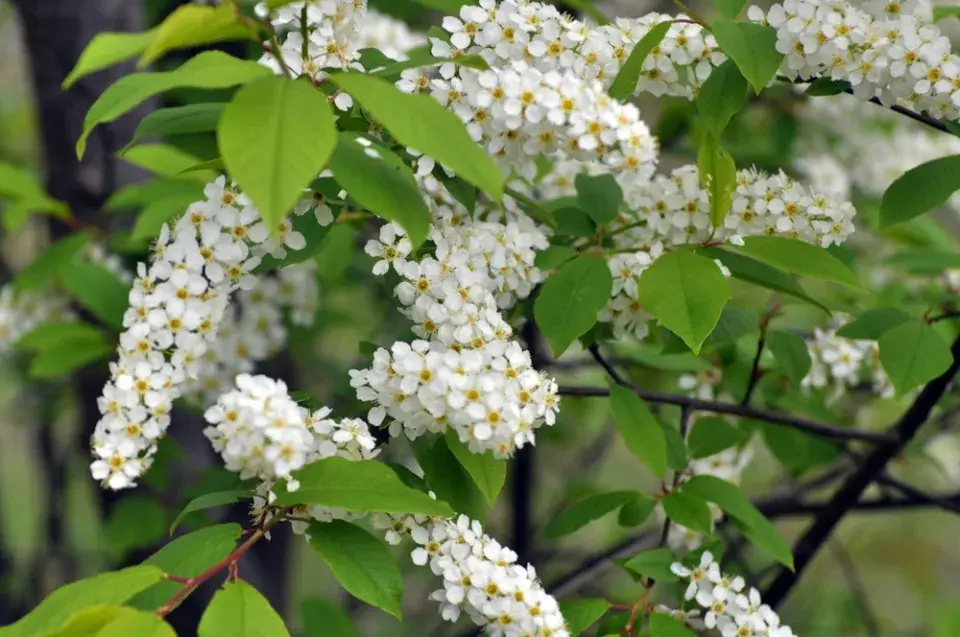 Střemcha obecná (Prunus padus) 