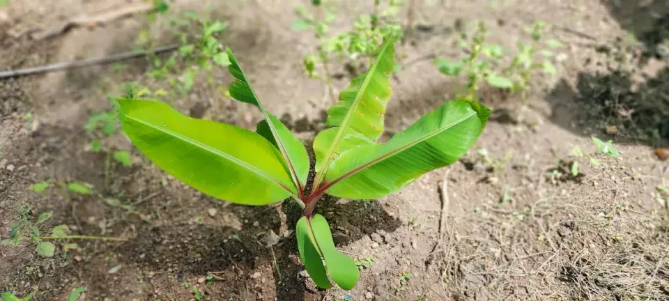 Pěstování banánovníků