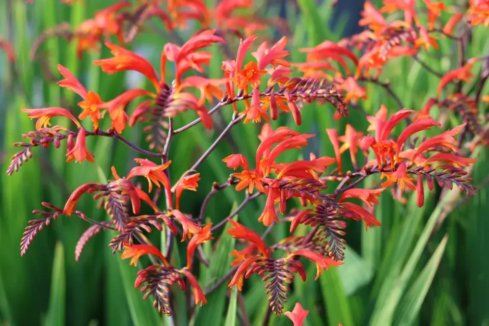 Montbrécie neboli Crocosmia
