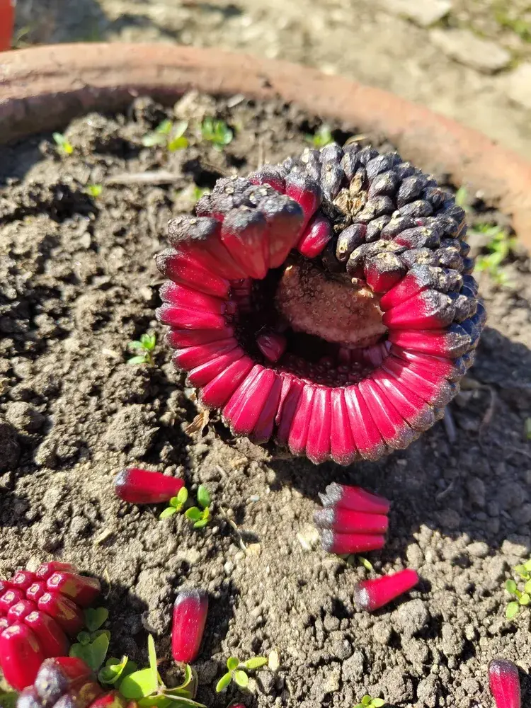 Užovník nící, vúdú lilie (Sauromatum venosum) 