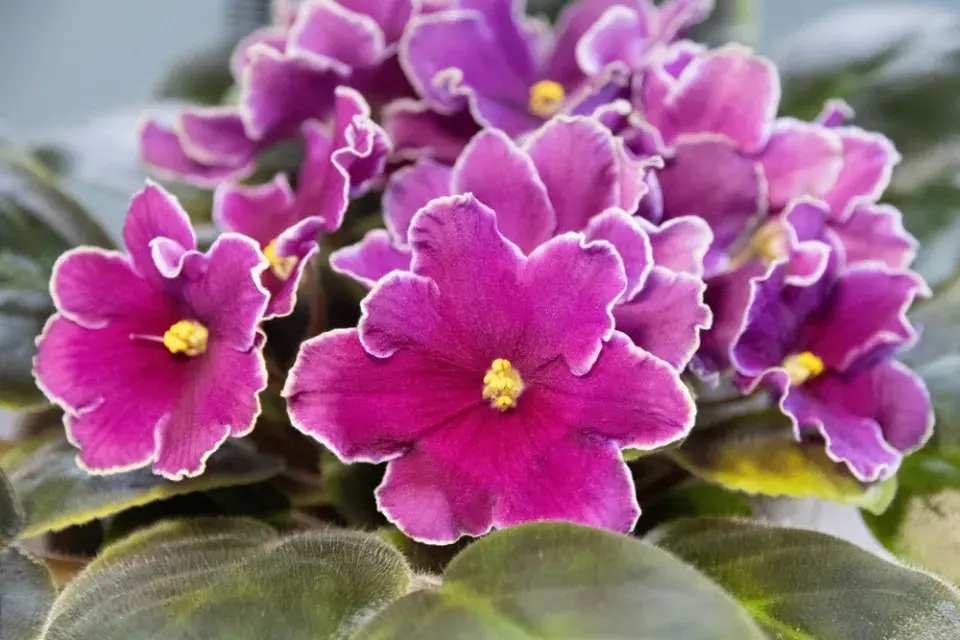 Množení pokojovek: Africká fialka z listu krok za krokem ve fotografiích