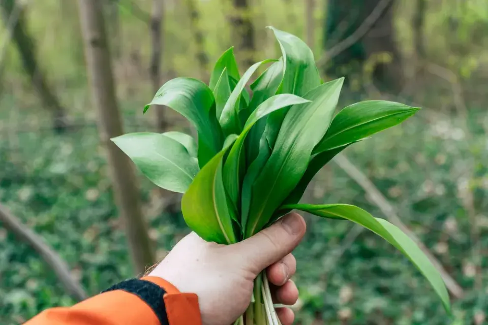 Pěstování medvědího česneku