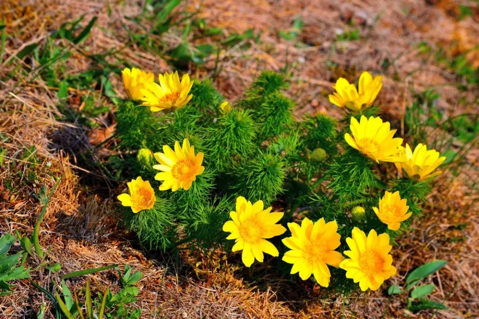 hlaváček jarní (Adonis vernalis)