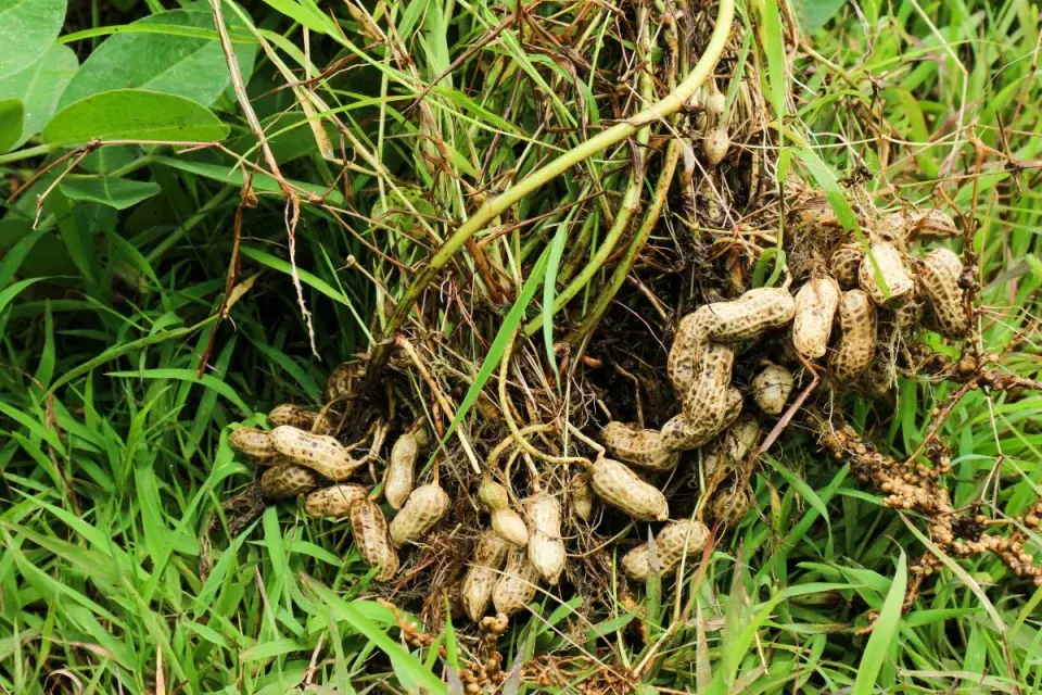 Pěstování buráků čili podzemnice olejné