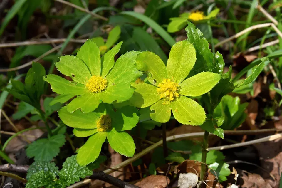 hvězdnatec zubatý (Hacquetia epipactis) 