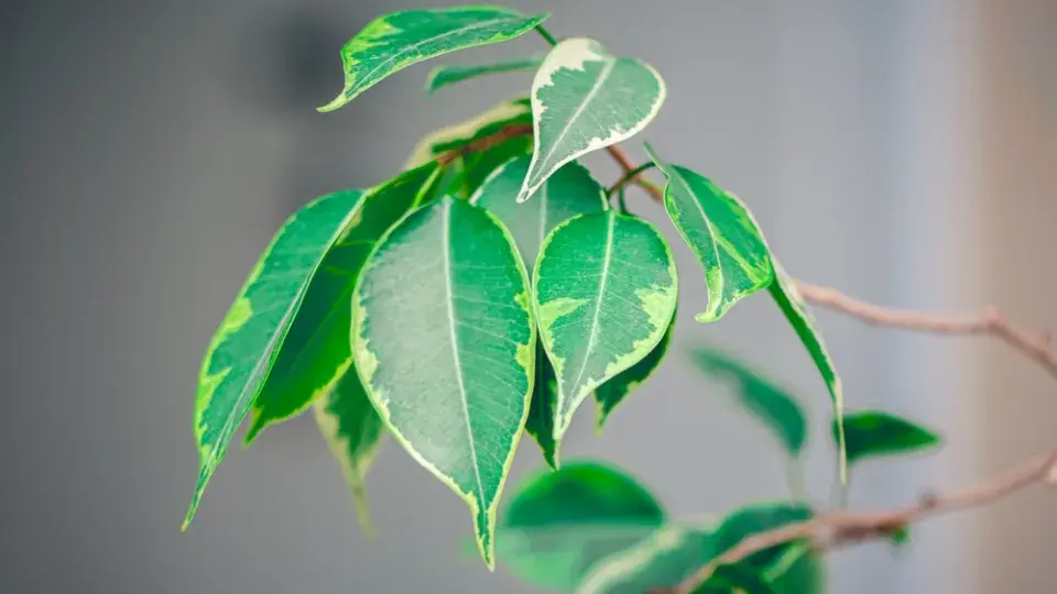 Množení fíkusu krok za krokem: Jak z jedné větvičky vypěstovat novou rostlinu