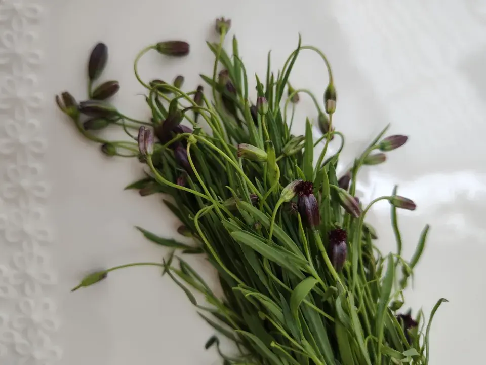 Pipicha (Porophyllum linaria)