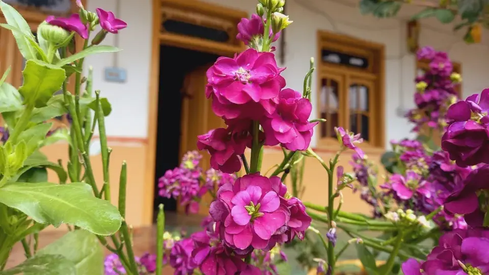 Fiala šedivá (Matthiola incana)