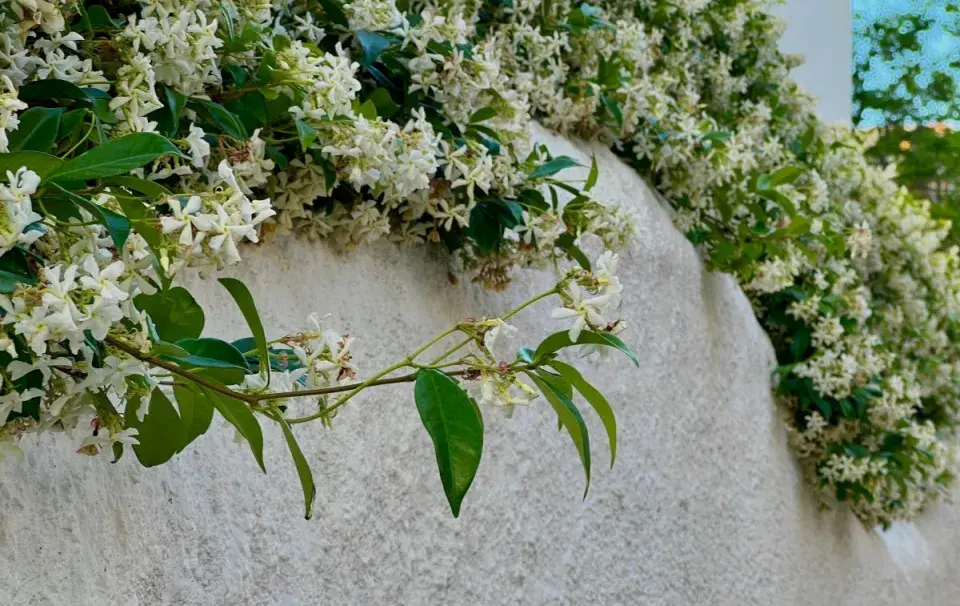 Popínavá rostlina jasmínovka