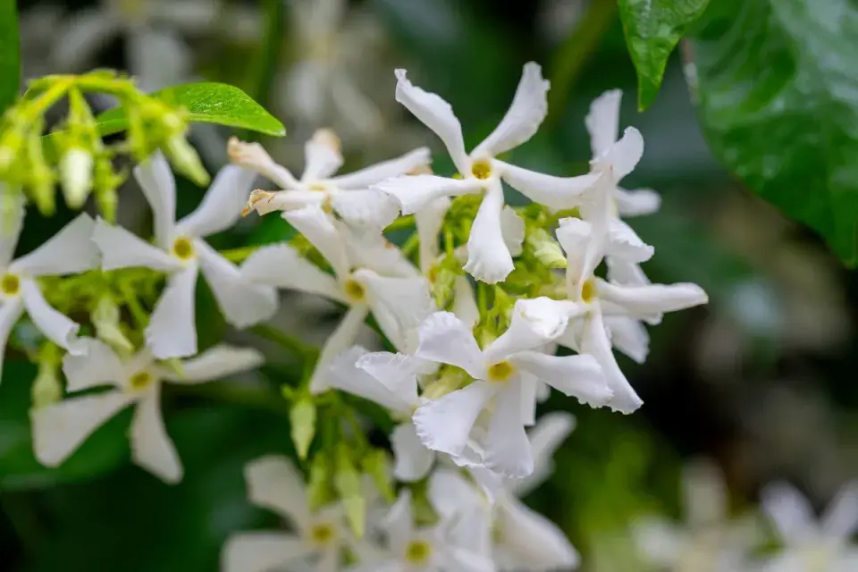 Popínavá rostlina jasmínovka