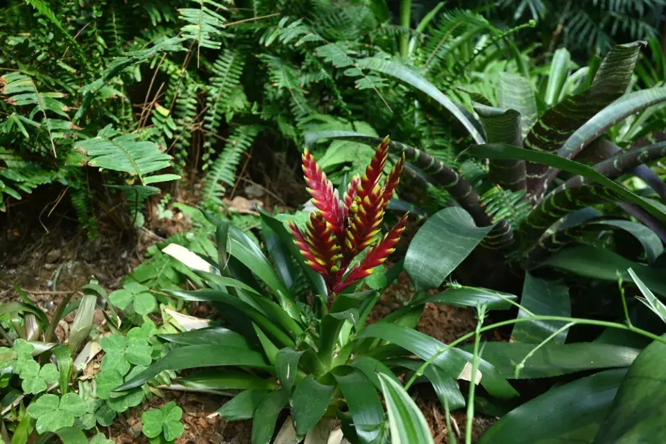 Hořící meč neboli vrisea