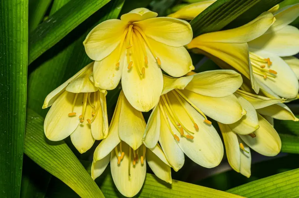 Množení pokojovek dělením: Klívie od přerostlého trsu po nové rostliny